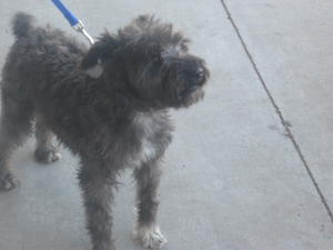 Vito - Adopted!