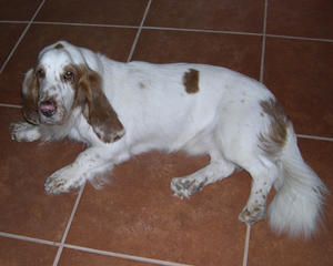 Duke 001