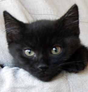 Bub