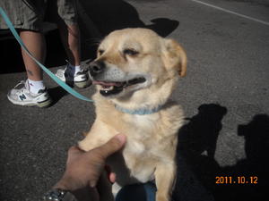 Barney - Adopted!
