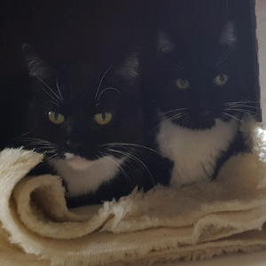 Zeppelin and Dietrich - Adopted