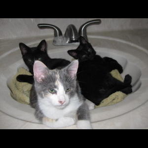 Sweet Pea's Kittens - Adopted