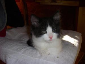 Maurice_2--adopted!