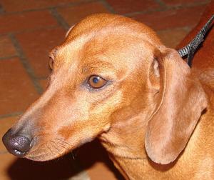 Archie