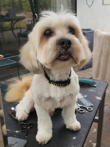 Ozzy, After Grooming