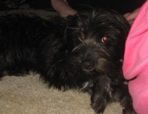 Mattie - Adopted!