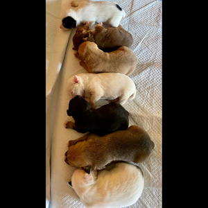 Bunny's Puppies - Adopted