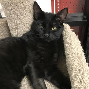 Binx - Adopted