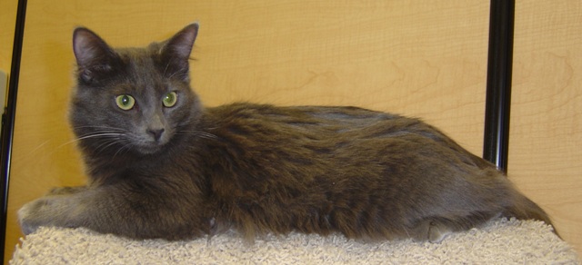 Shadow--Adopted!!