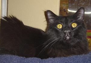 Onyx