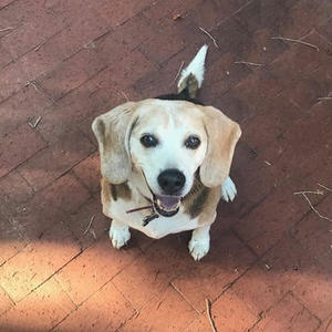 Buddy - Transferred to Beagle Freedom Project