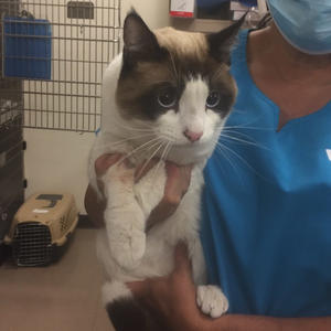 Bruce - Adopted