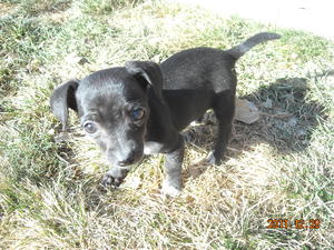 Arlene - Adopted!