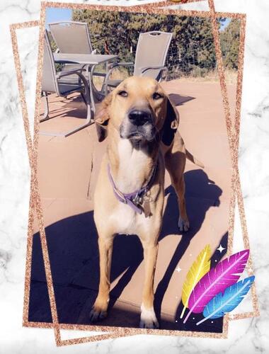 Sheba