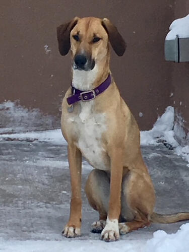 Sheba