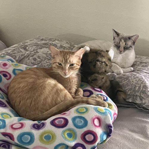 Red and Lacey