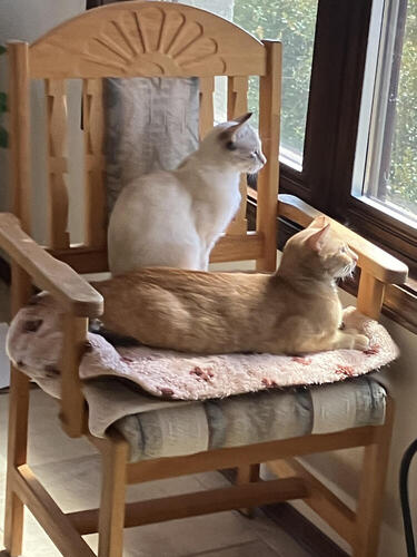 Red and Lacey