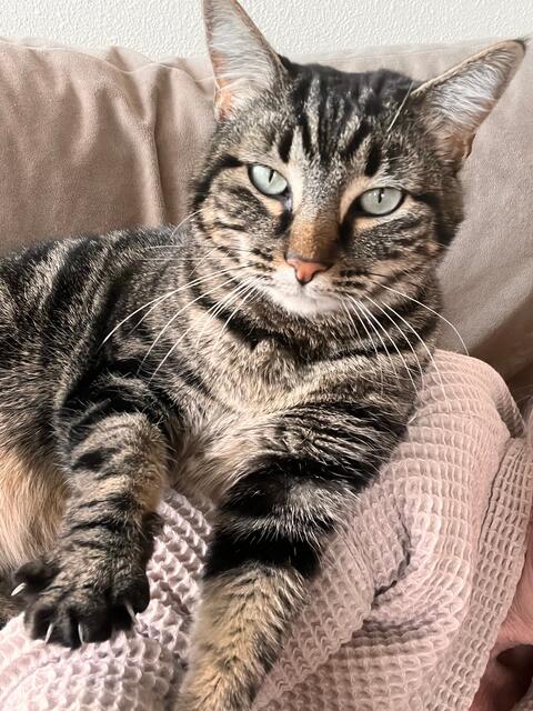 Mila