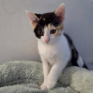 McCoy - Adopted