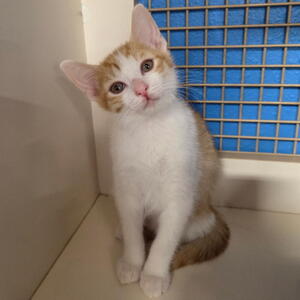 Rover - Adopted