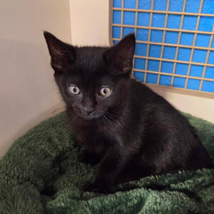 Serenity - Adopted