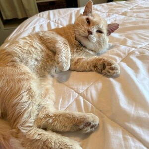 Pacino - Adopted