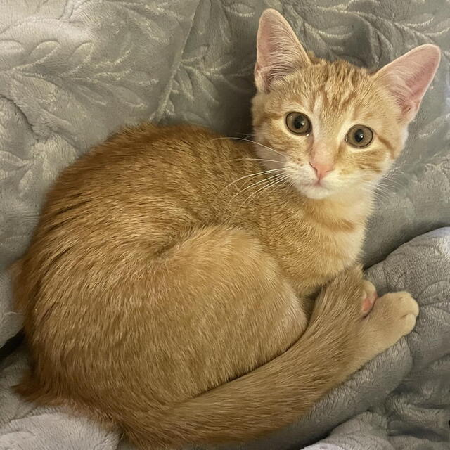 Peach