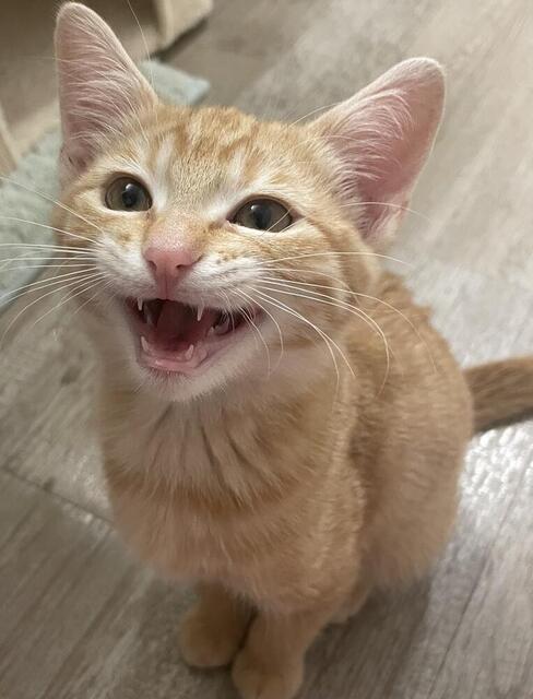 Peach
