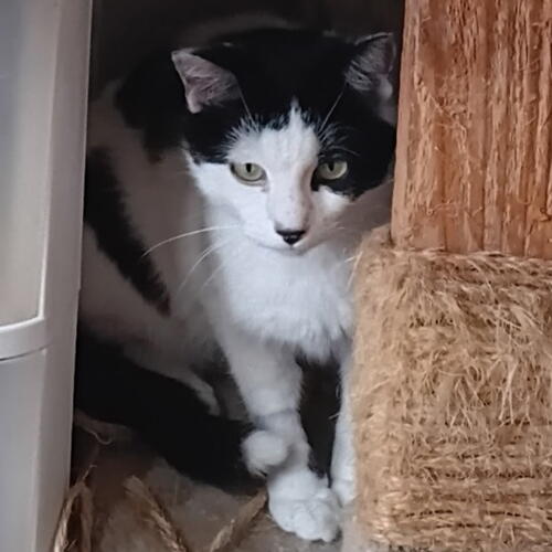 Pixel