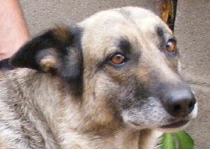 Duchess