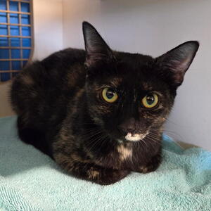 Cats for Adoption