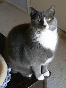 PounceMarch2012_2