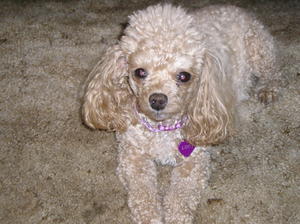 Lucy 8 yrs old