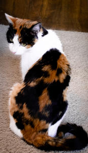 Valentine (Calico)--Adopted!!