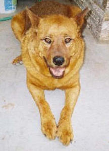 Bailey - Adopted!