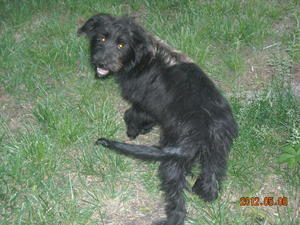 Nova - Adopted!
