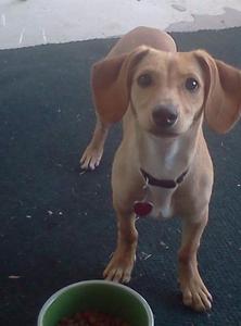 Rusty - Adopted!
