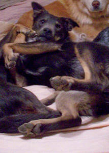 Choco - Adopted!