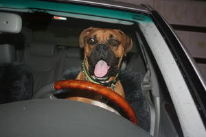Zeus - Adopted!