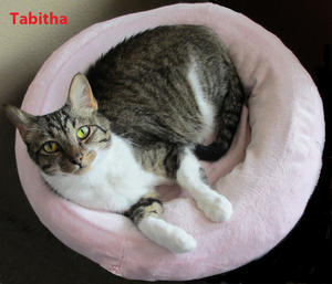 Tabitha--adopted!!