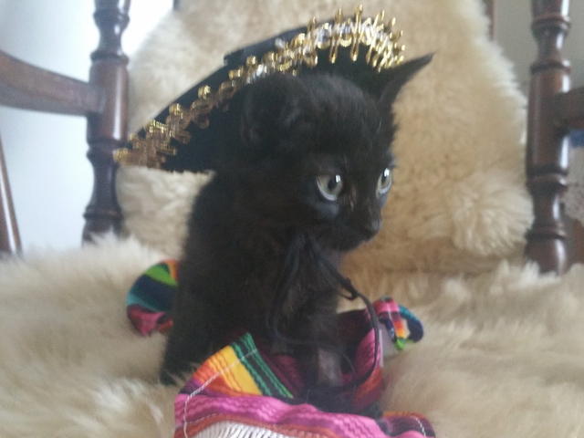 Izzy Celebrating Cinco de Mayo