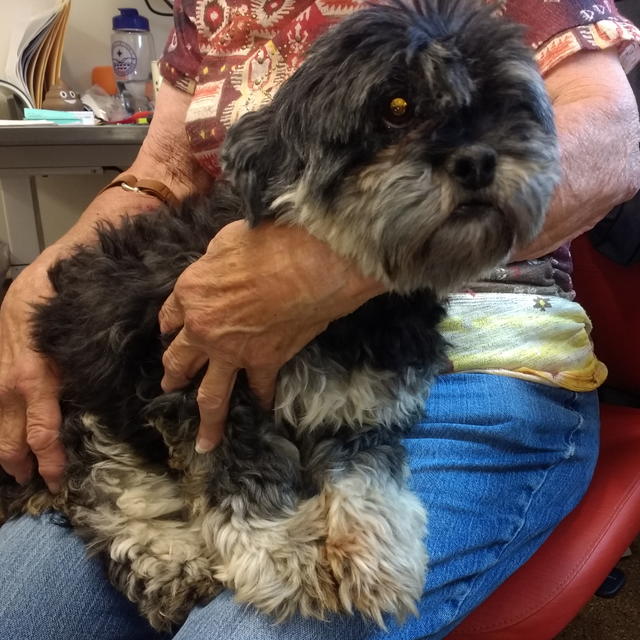 Sealy, On Her Foster Mom's Lap