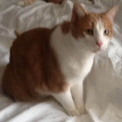 Charlie is Lost! Charlie is a male, orange and white tabby.  Lost on N. Sunset Ave. in Mountainair, NM. Call (505)322-9559 or (505)350-7463 if found.